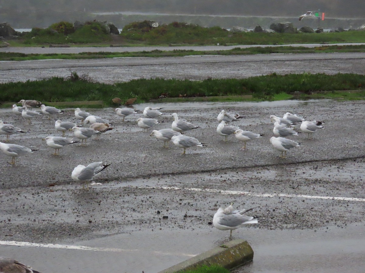 Ring-billed Gull - ML612787876