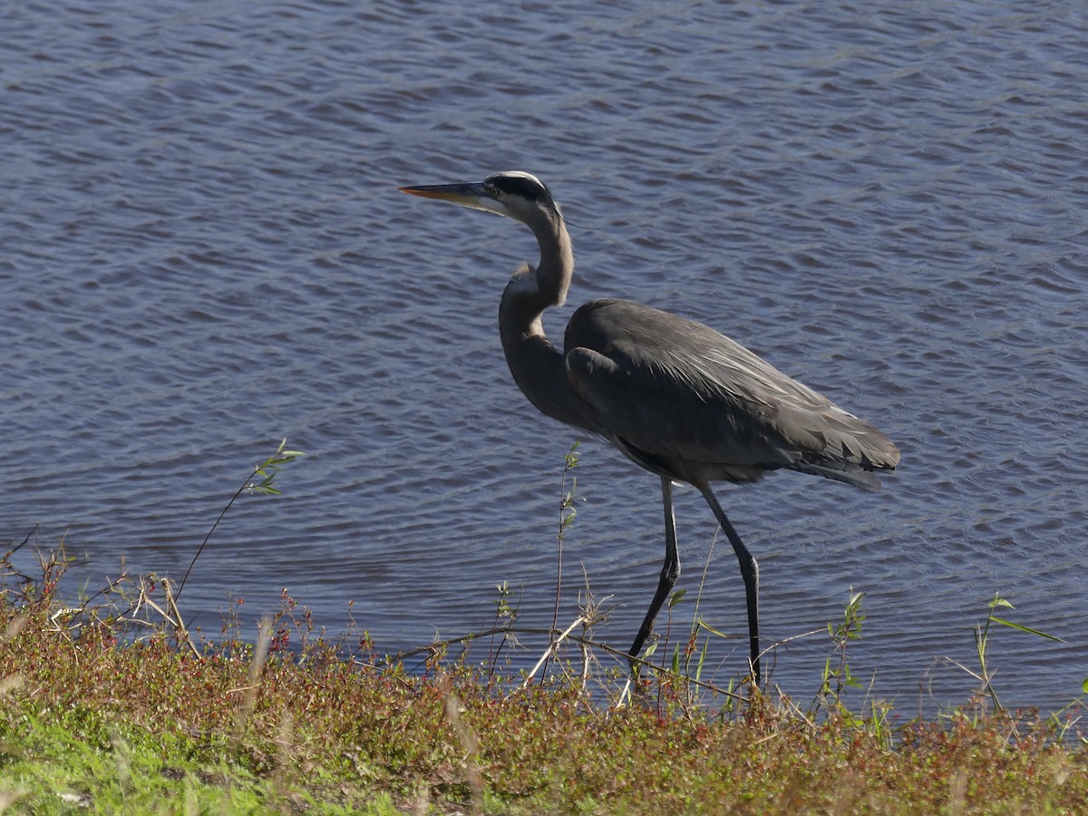 Great Blue Heron - Gabriel Gonzalez