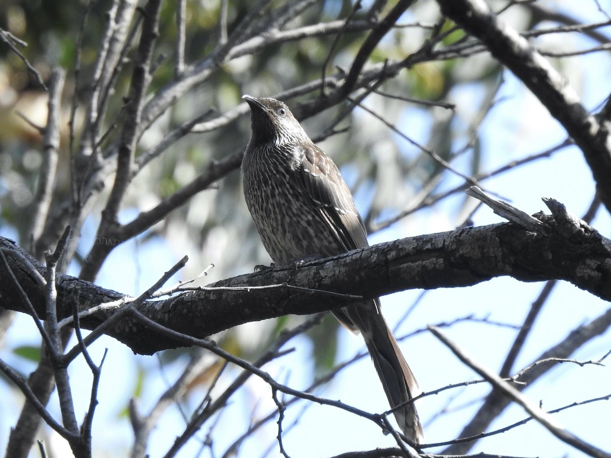 Little Wattlebird - ML612788012