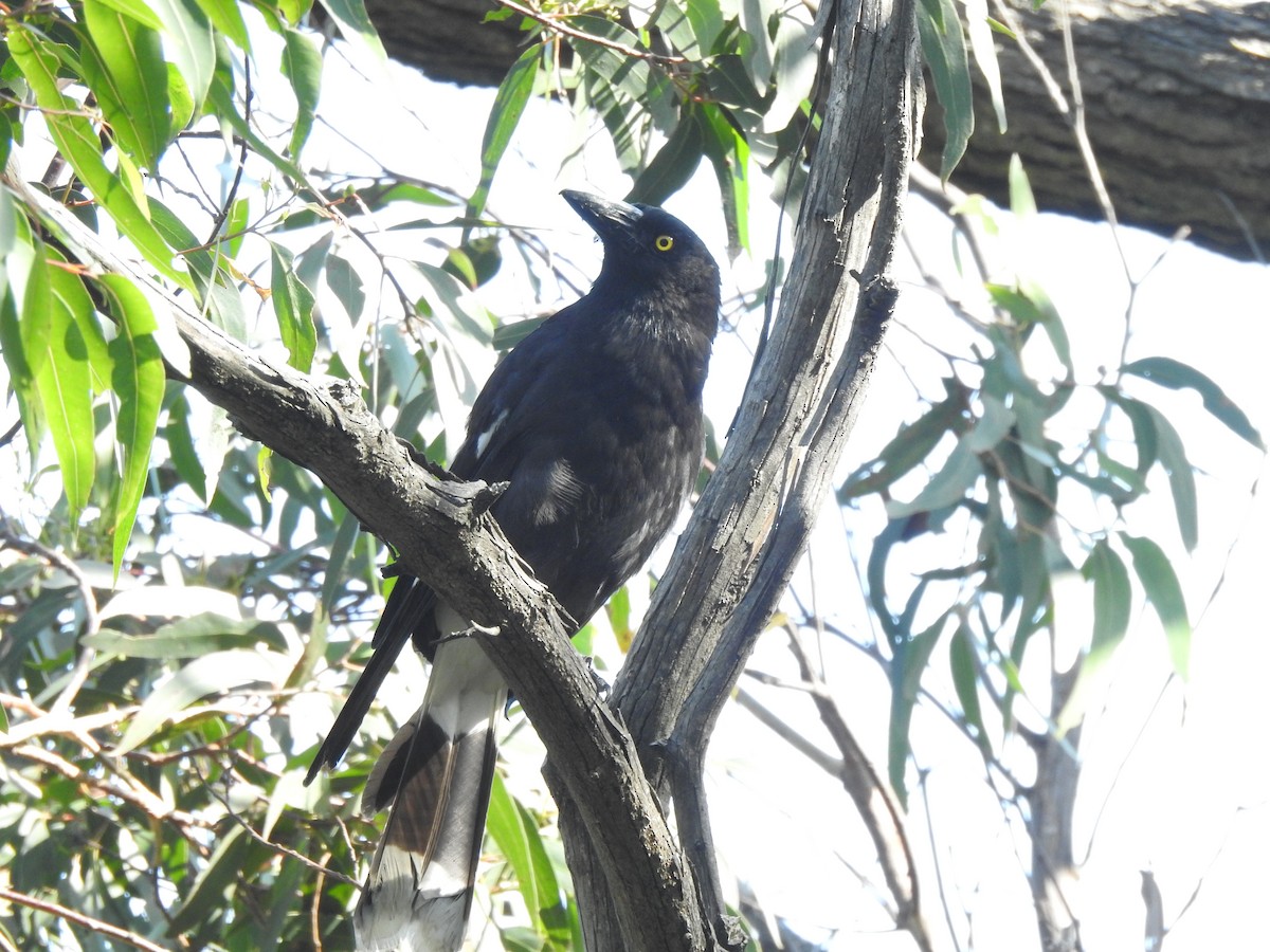 Pied Currawong - ML612788024