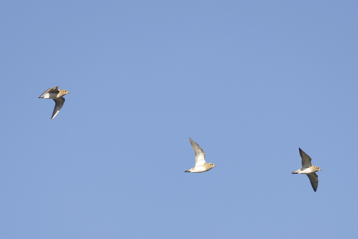 European Golden-Plover - ML612788064