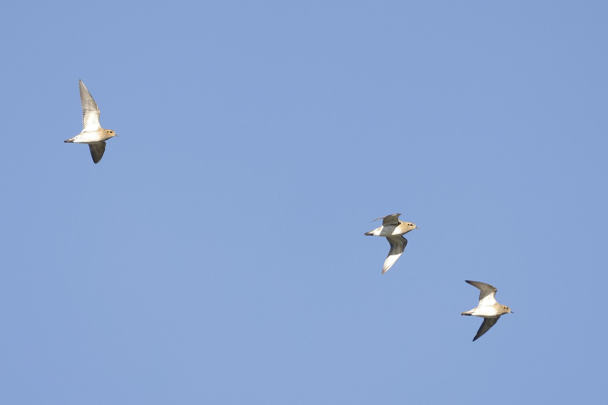 European Golden-Plover - ML612788065