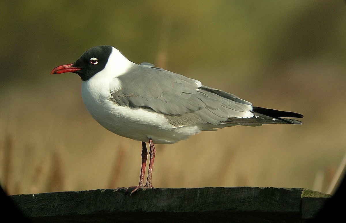 Mouette atricille - ML612788106