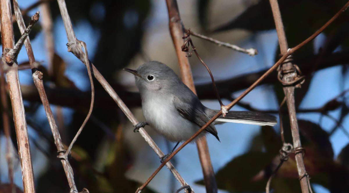 Blue-gray Gnatcatcher - ML612788109