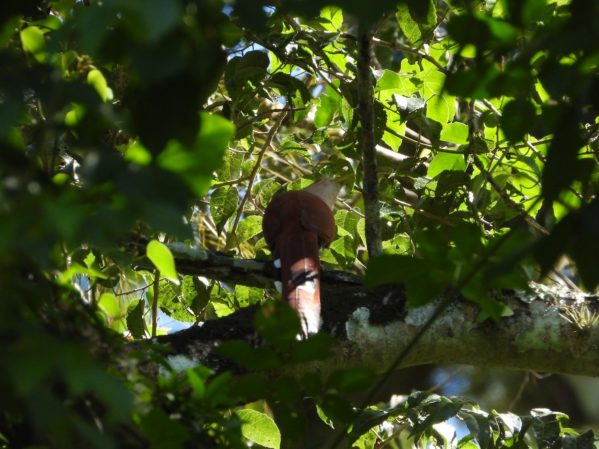 Squirrel Cuckoo - ML612788193