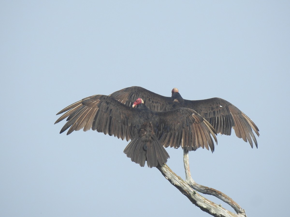 Turkey Vulture - ML612788226