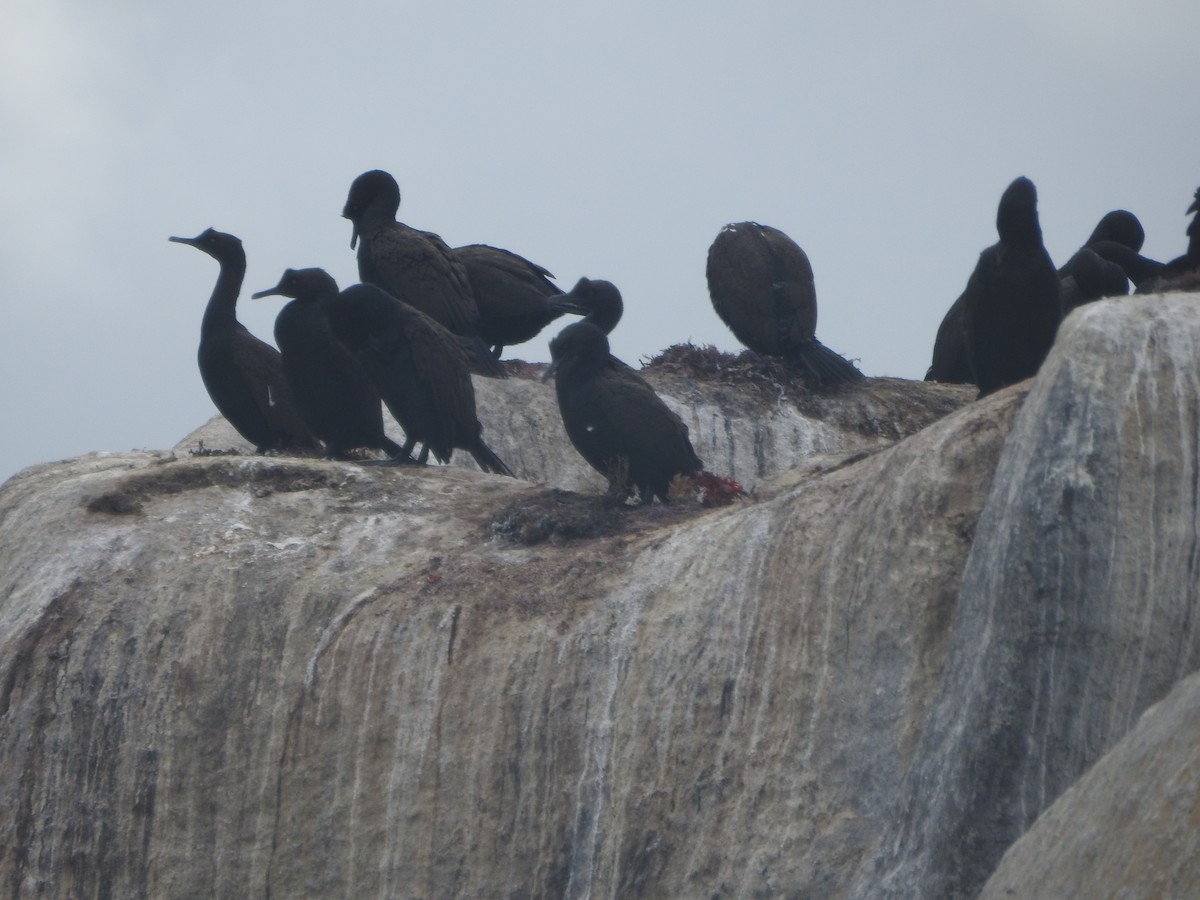 Cormorán de Bajío - ML612788255