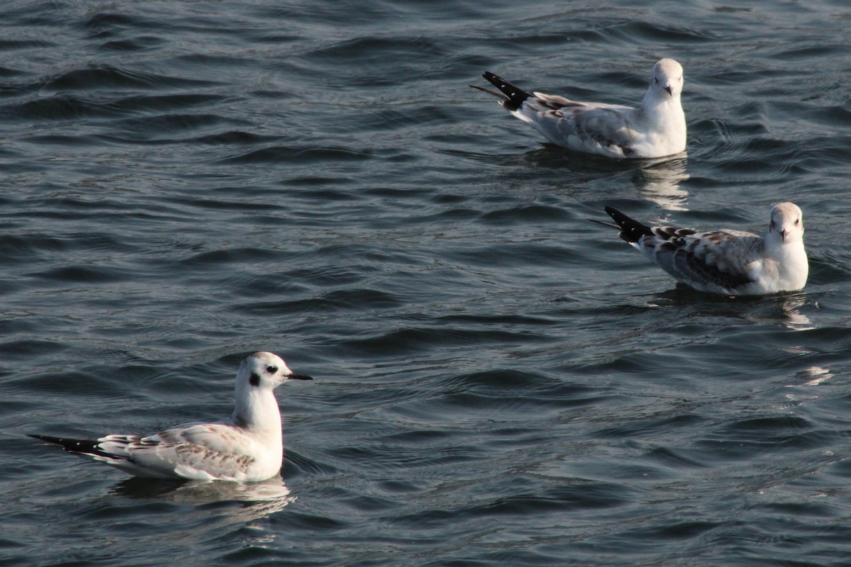 Mouette de Bonaparte - ML612788407