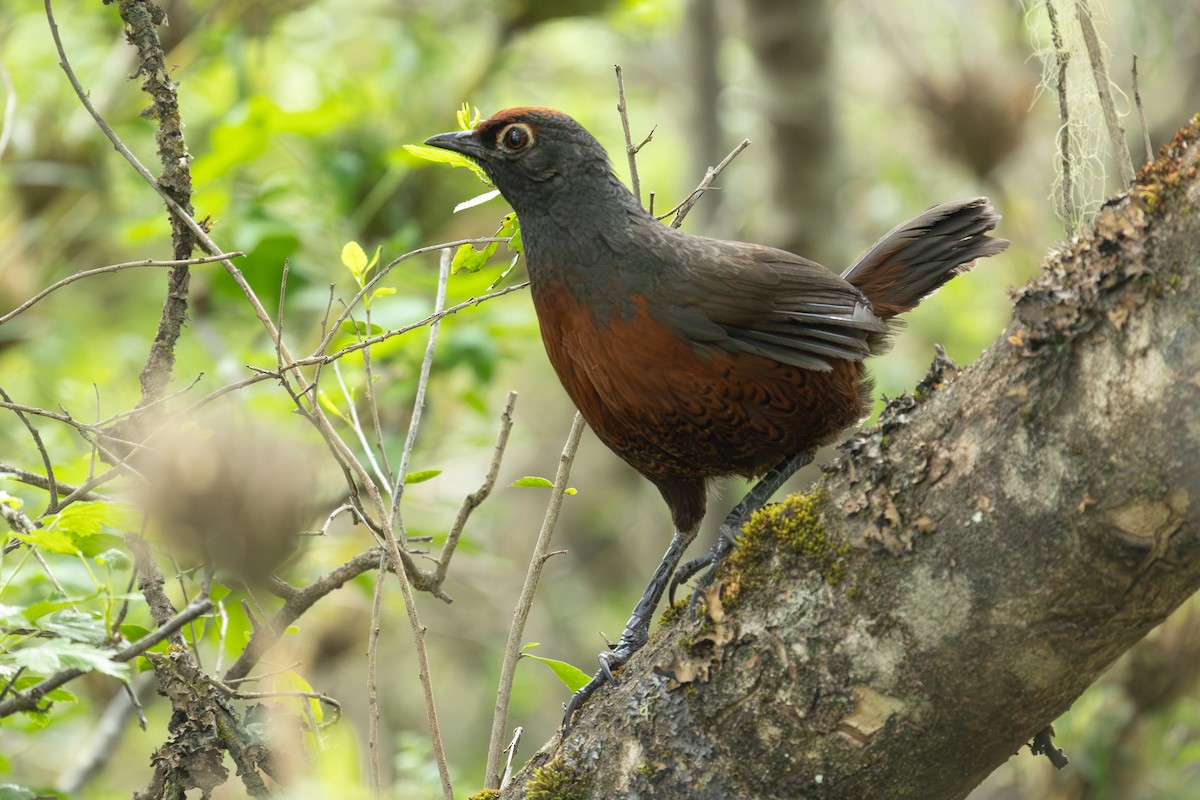 Black-throated Huet-huet - Daniel Engelbrecht - Birding Ecotours