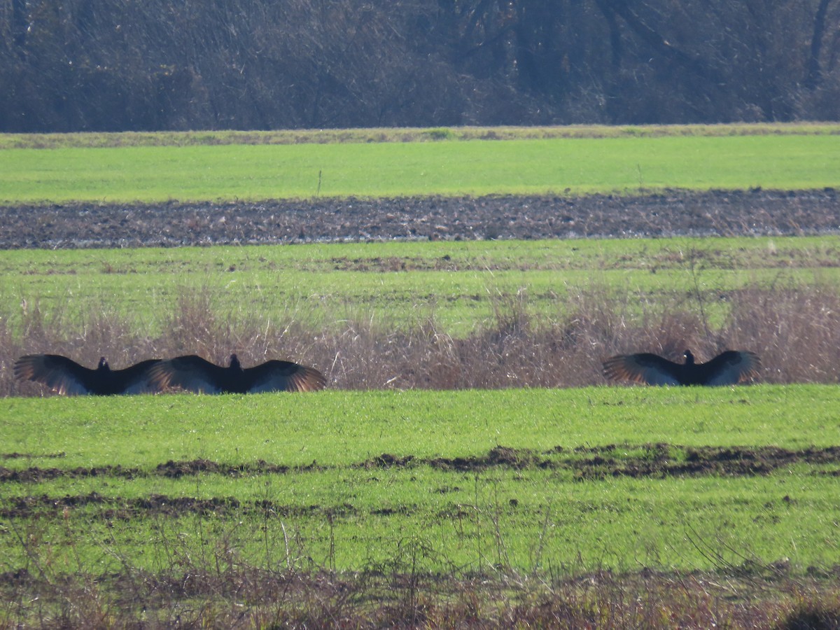 Turkey Vulture - ML612788584
