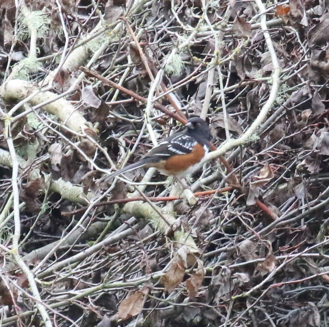 Spotted Towhee (maculatus Group) - ML612788594