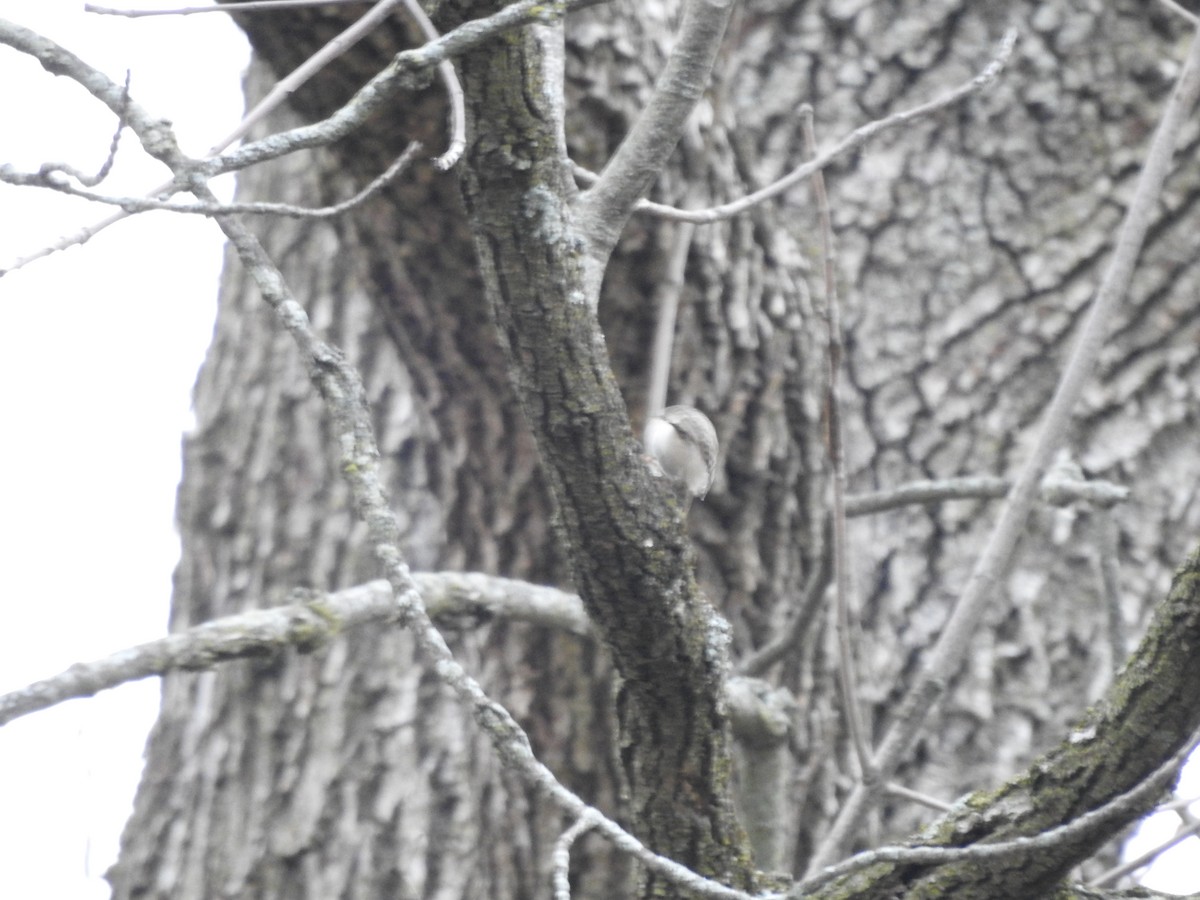 Brown Creeper - ML612788755