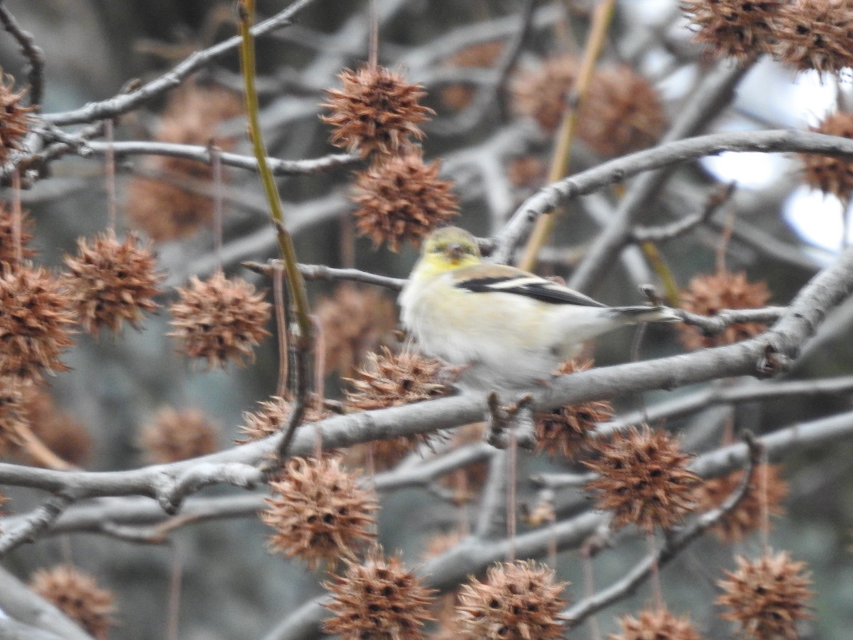 American Goldfinch - ML612788765
