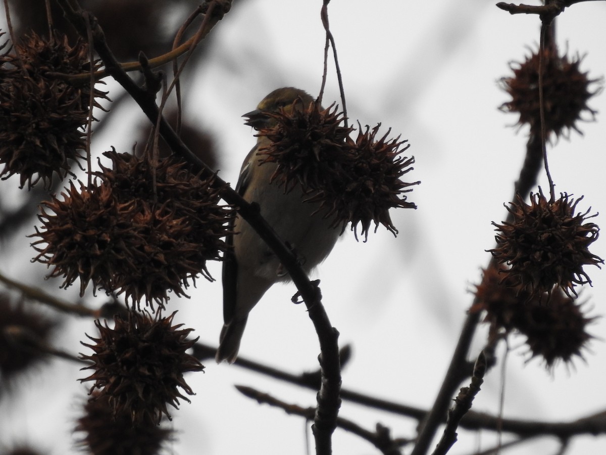 American Goldfinch - ML612788766