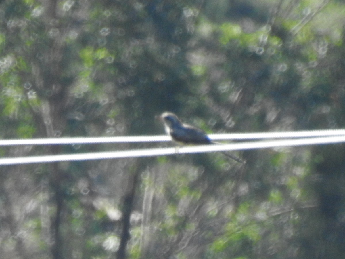 Pallid Cuckoo - ML612788767