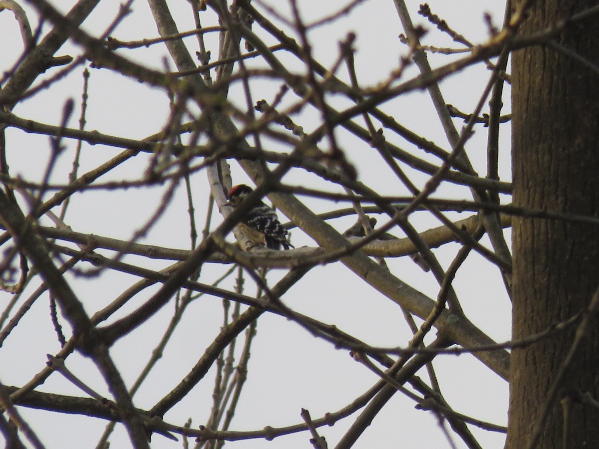 Lesser Spotted Woodpecker - Alfredo  Herrero