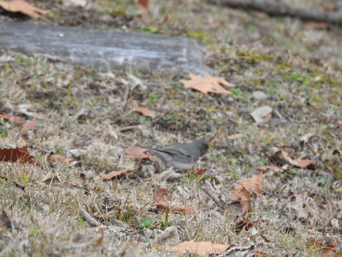 Dark-eyed Junco - ML612788788