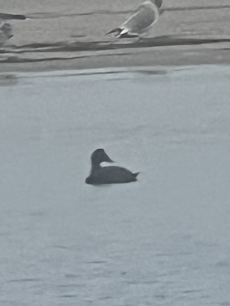 Common Eider - ML612788803