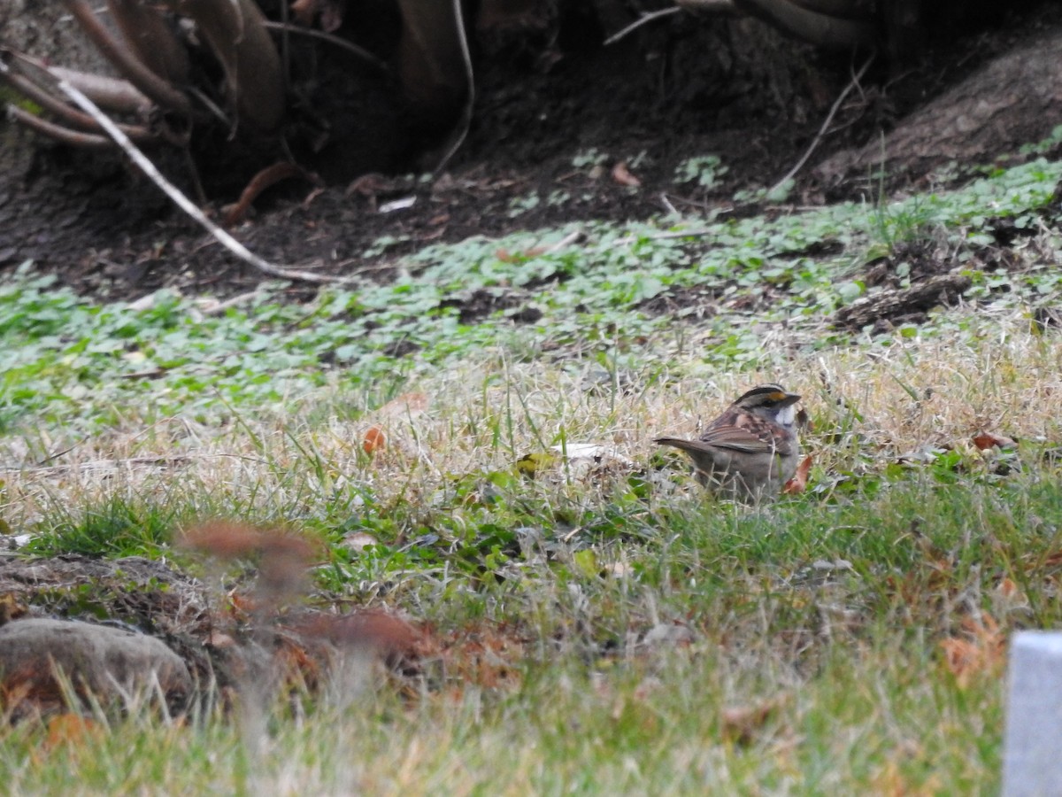 White-throated Sparrow - ML612788869