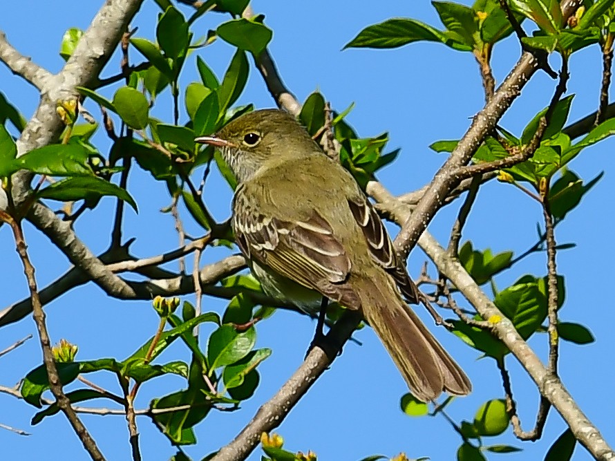 Small-billed Elaenia - ML612788875