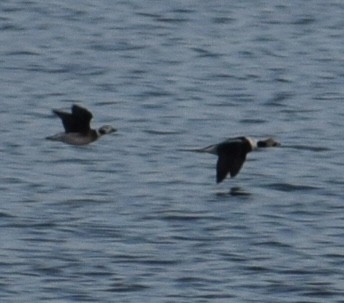 Long-tailed Duck - ML612788903