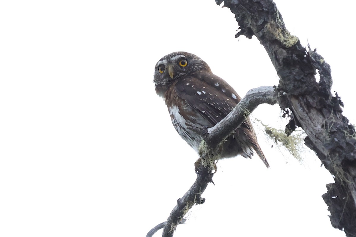 Austral Pygmy-Owl - ML612788911