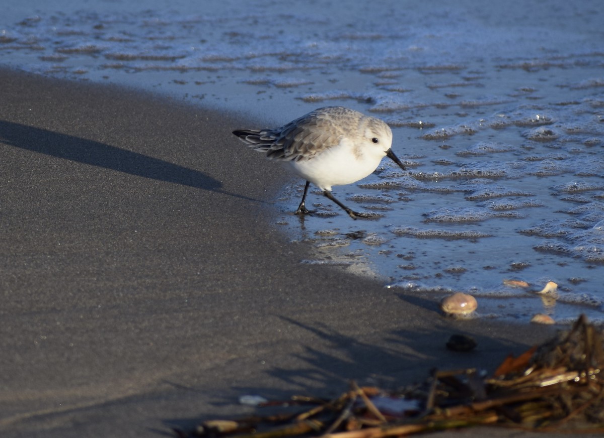 Sanderling - ML612788966