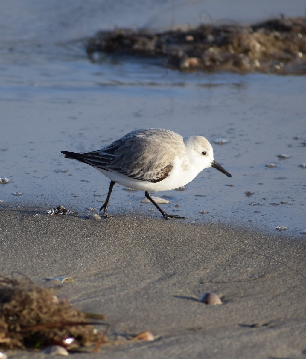 Sanderling - ML612788969