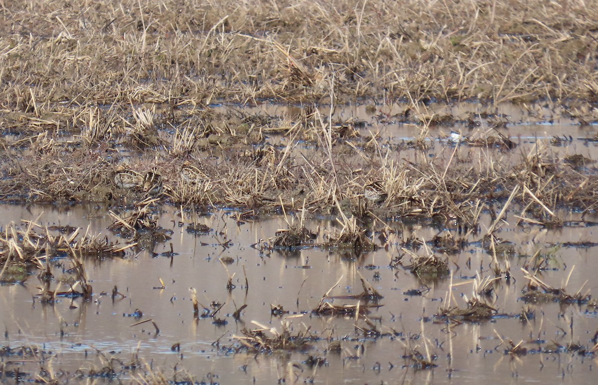 Wilson's Snipe - ML612788980