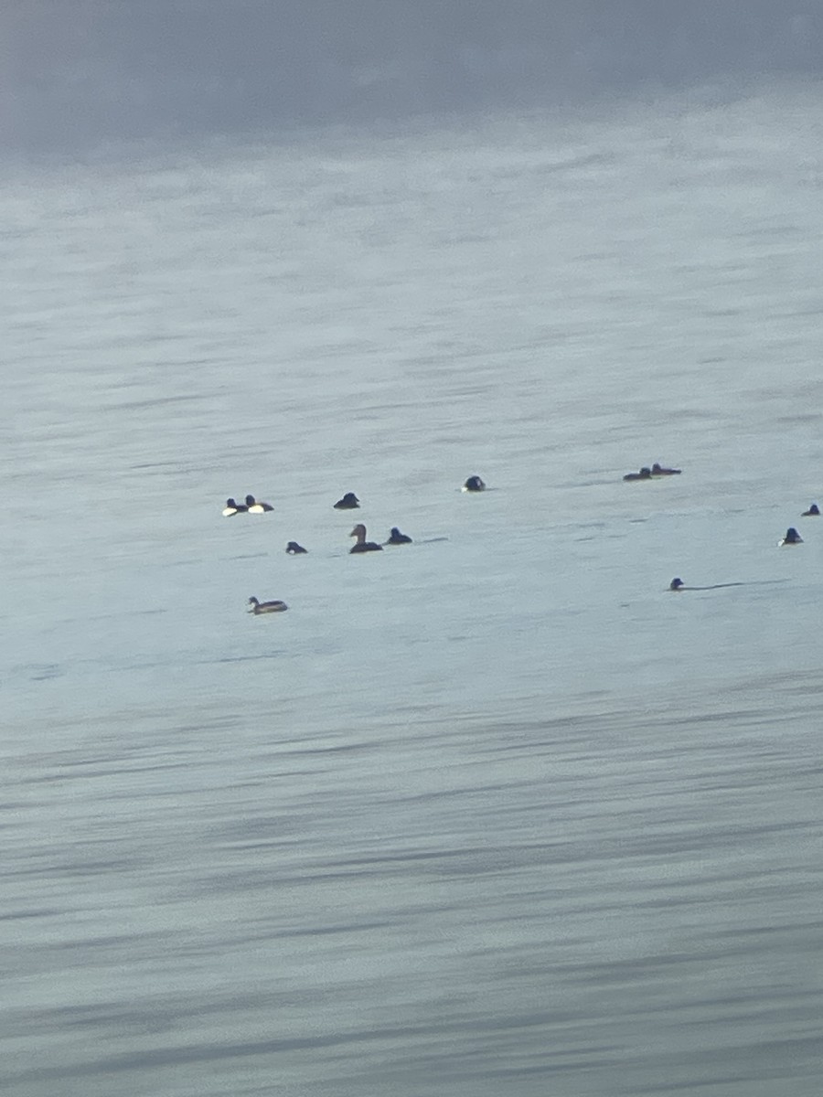 Common Eider - ML612788987