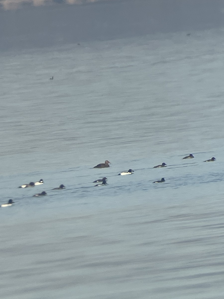 Common Eider - ML612788988
