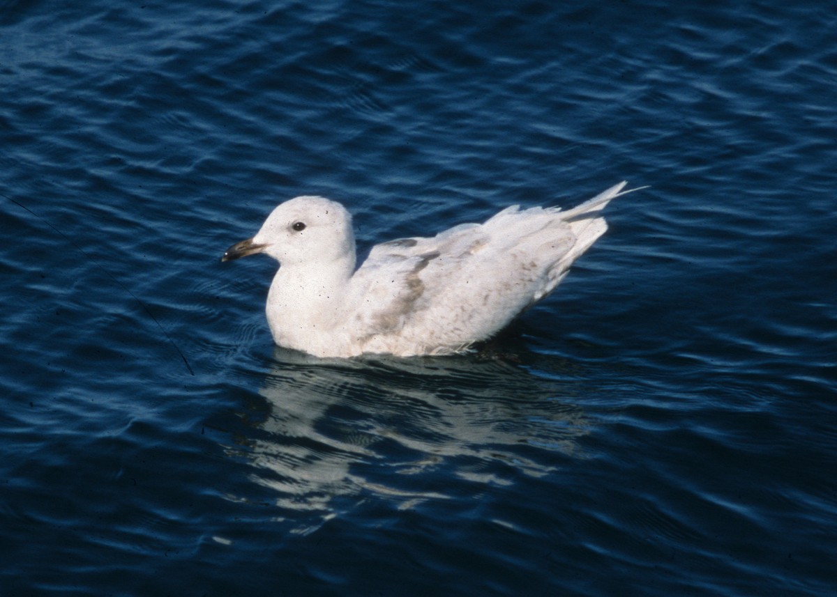 Iceland Gull (glaucoides) - ML612788999