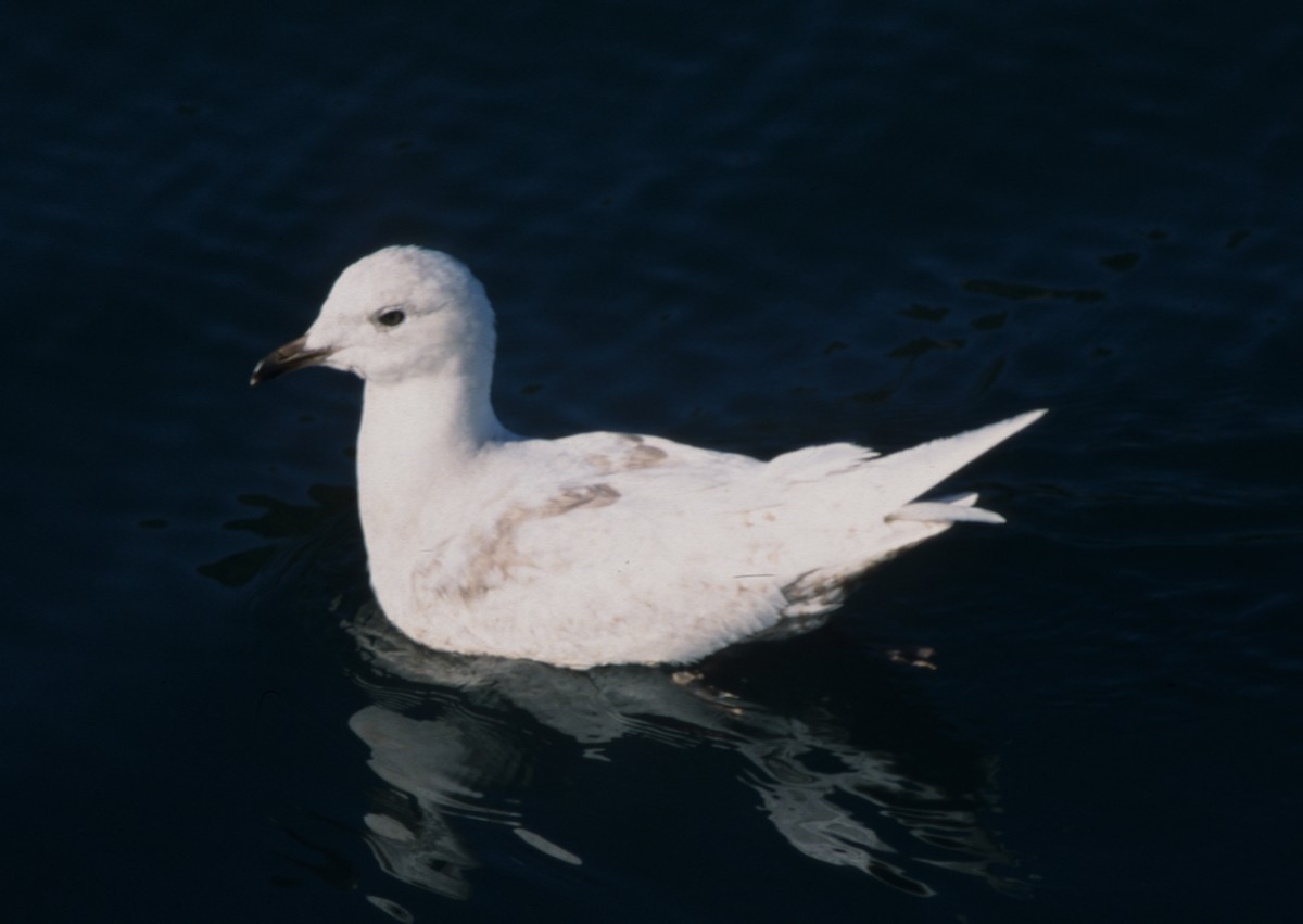 Iceland Gull (glaucoides) - ML612789001