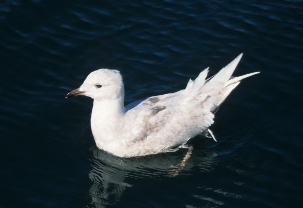 Iceland Gull (glaucoides) - ML612789002