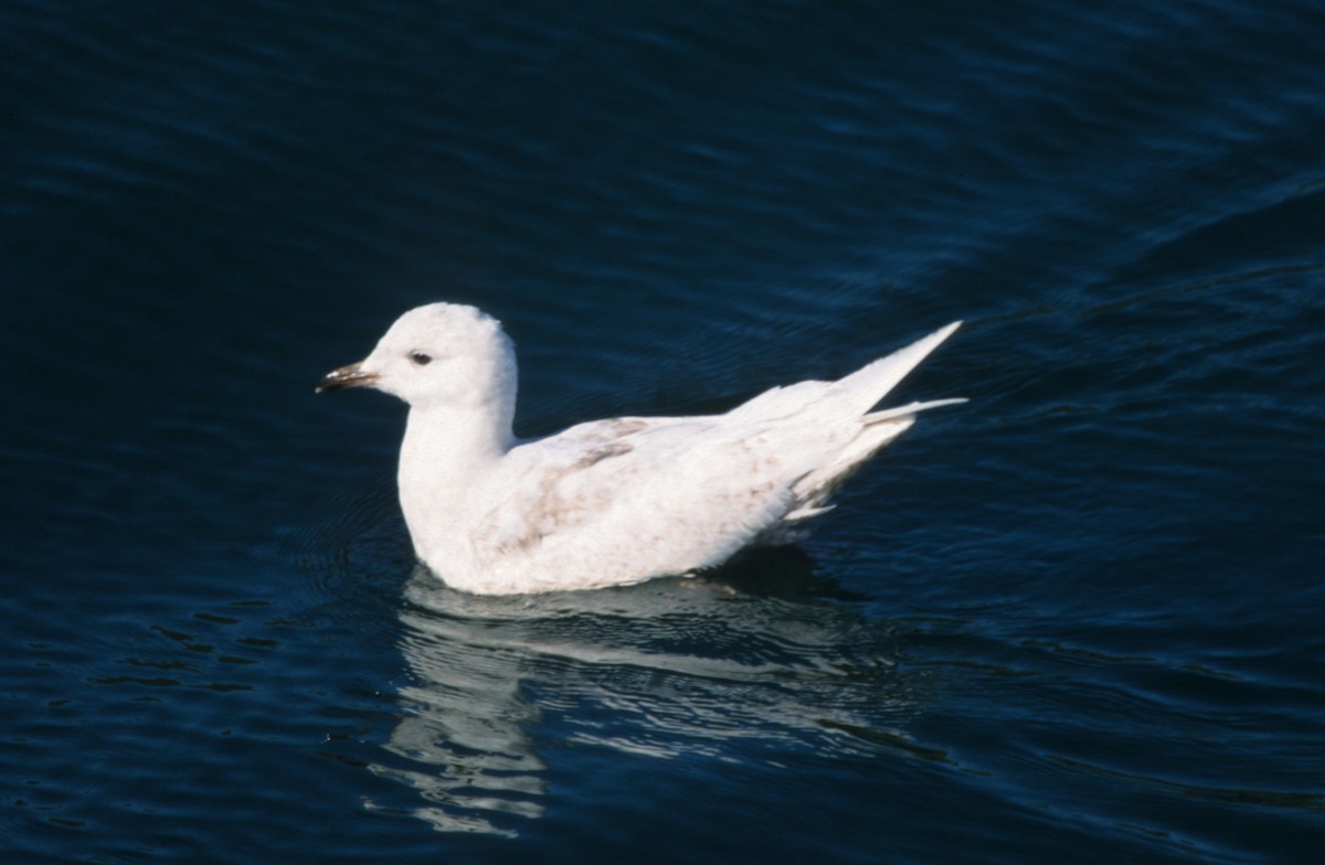 Iceland Gull (glaucoides) - ML612789003