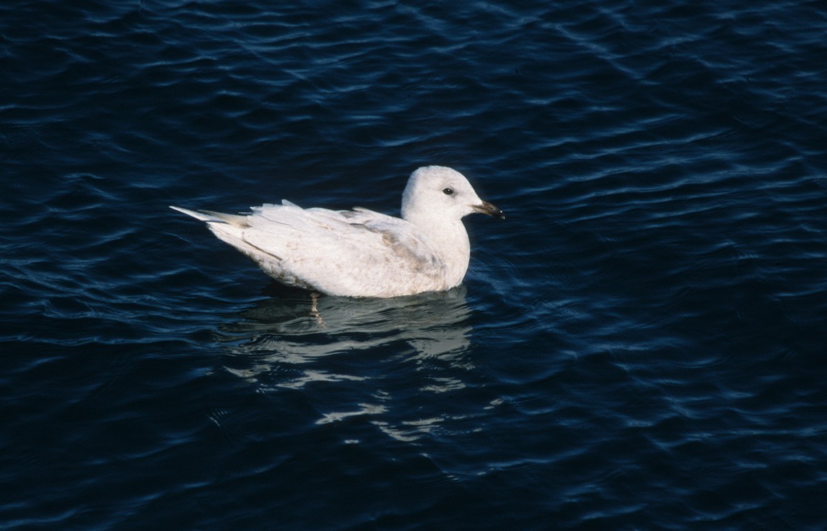 Iceland Gull (glaucoides) - ML612789004