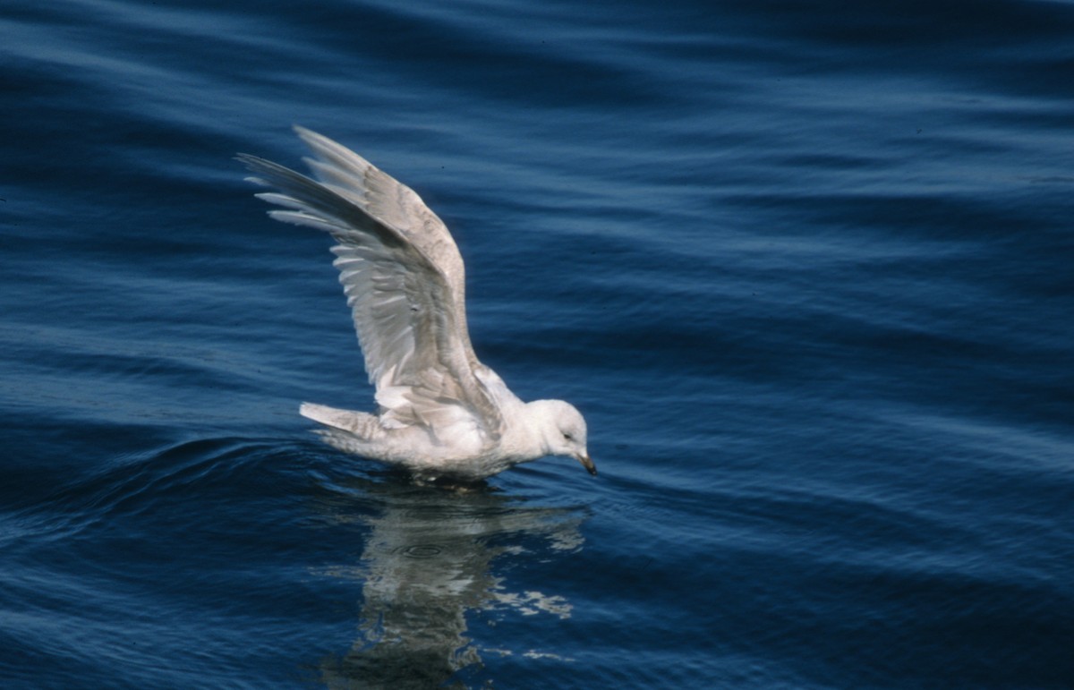 Iceland Gull (glaucoides) - ML612789005