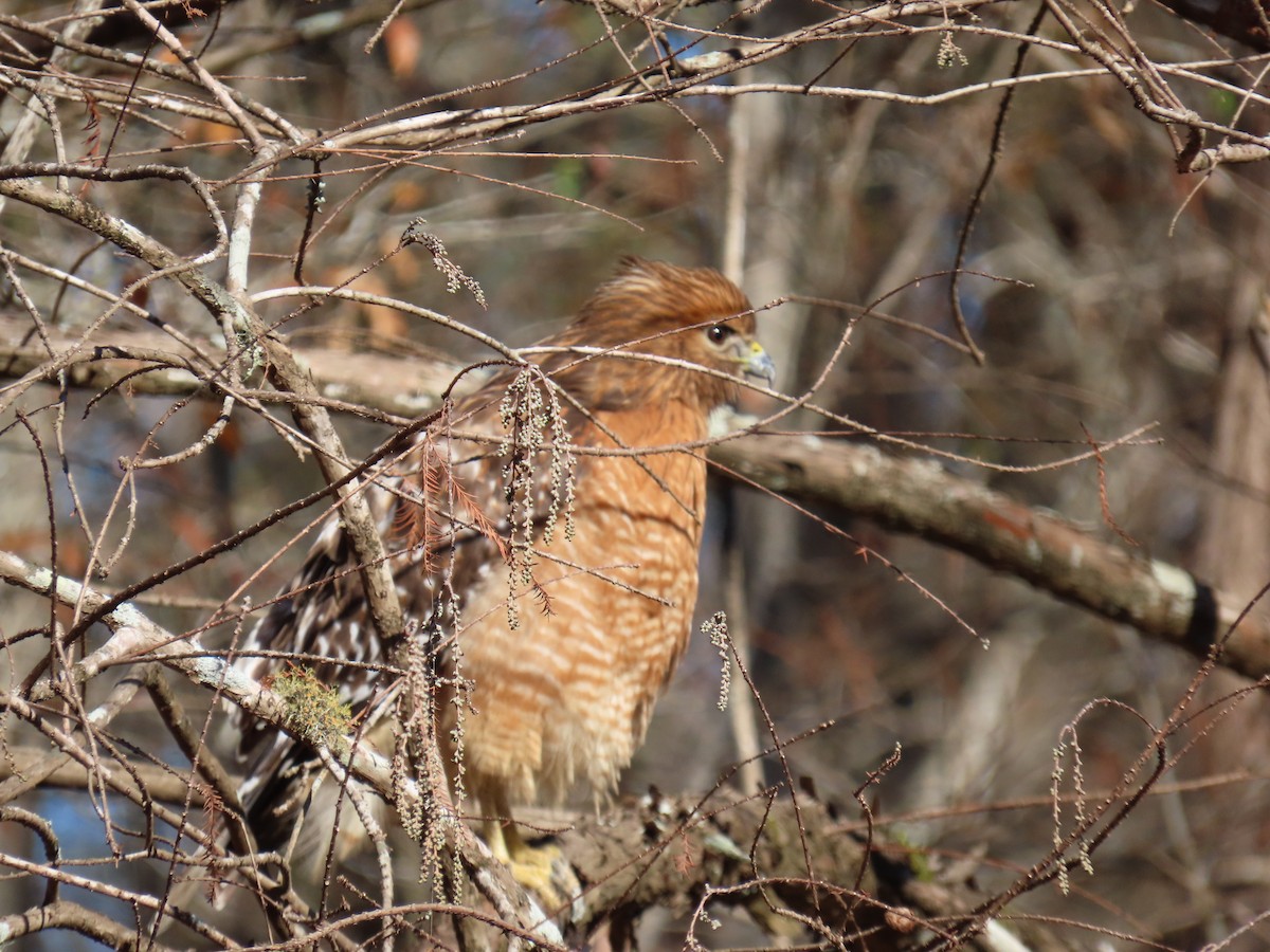 Red-shouldered Hawk - ML612789020
