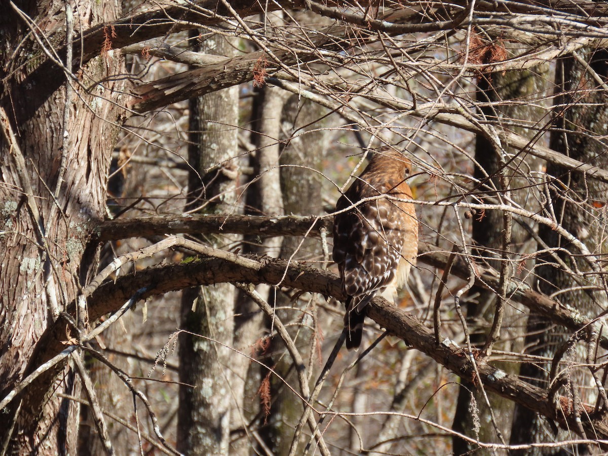 Red-shouldered Hawk - ML612789021