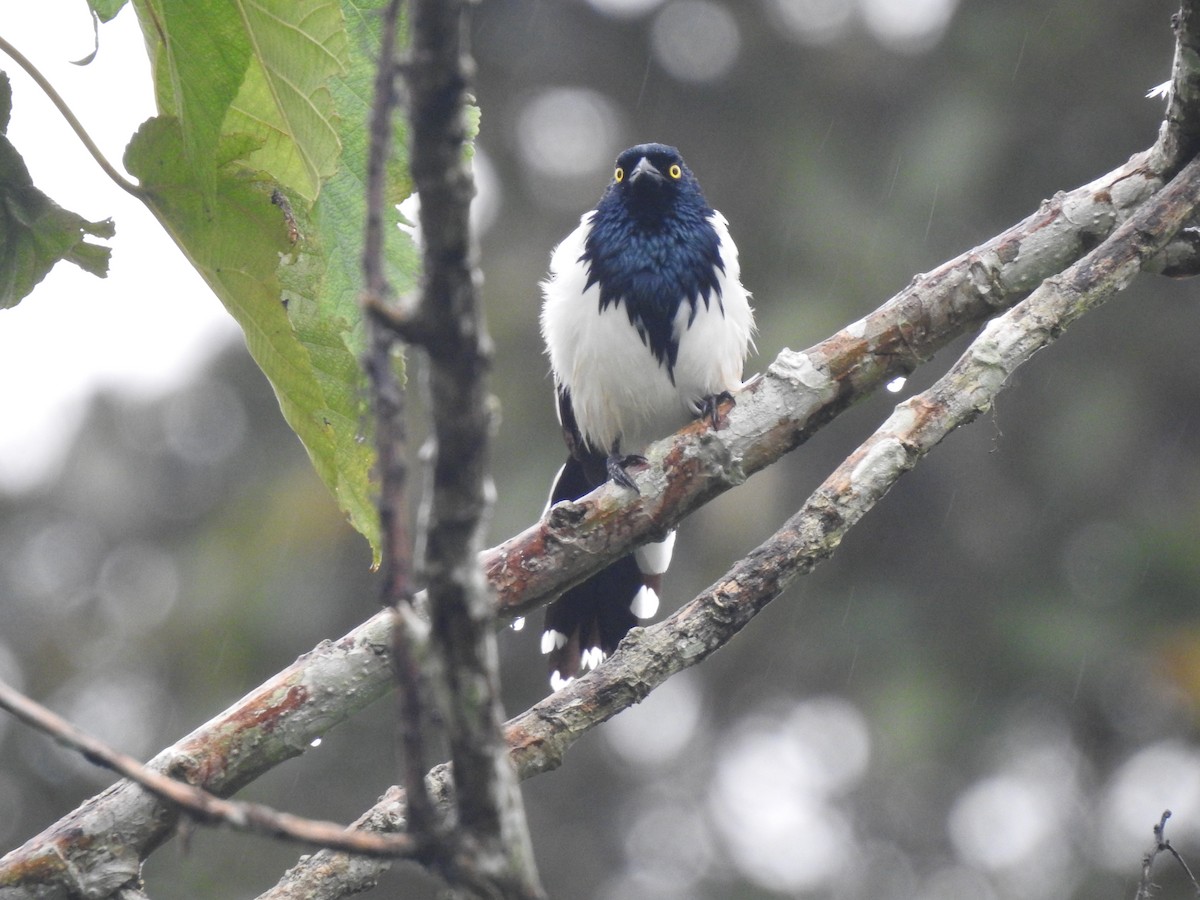 Magpie Tanager - ML612789099