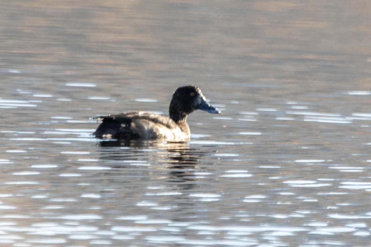 Tufted Duck - ML612789132