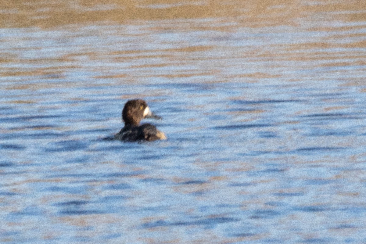 Tufted Duck - ML612789160