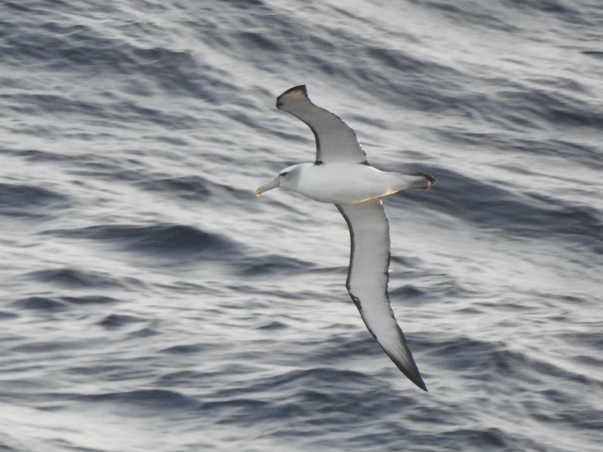 White-capped Albatross - Chris Burris