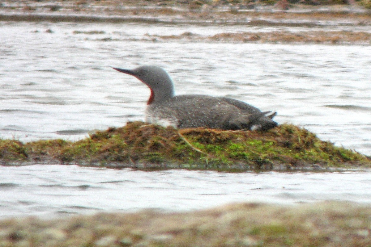 Red-throated Loon - ML612789310