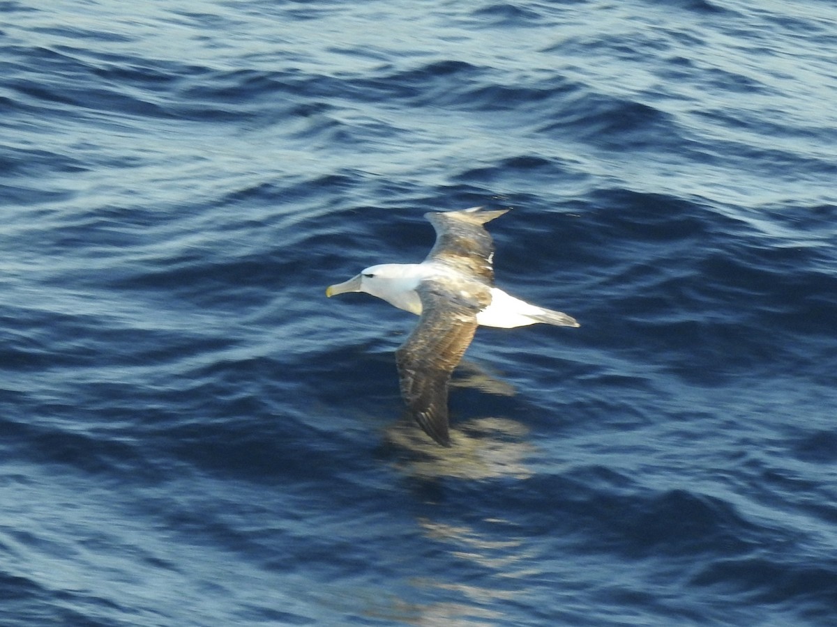 White-capped Albatross - Chris Burris