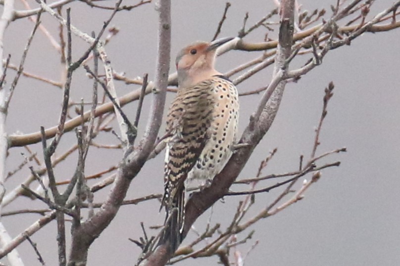 Northern Flicker - michael vedder