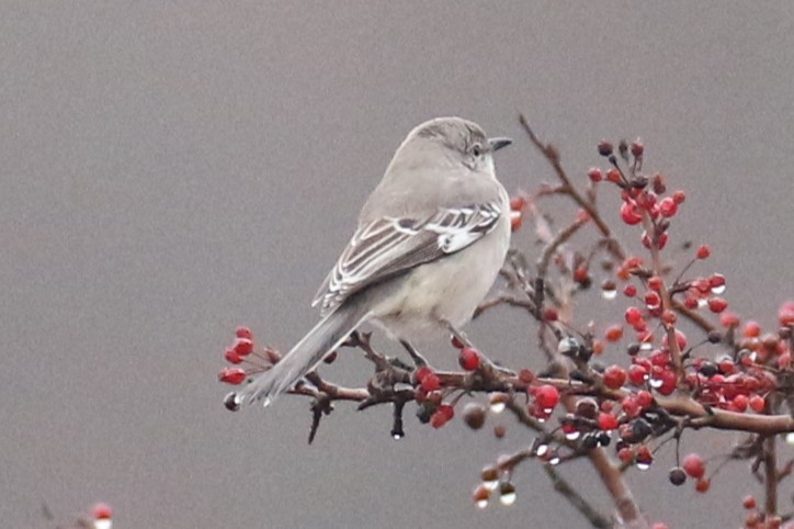 Northern Mockingbird - ML612789346