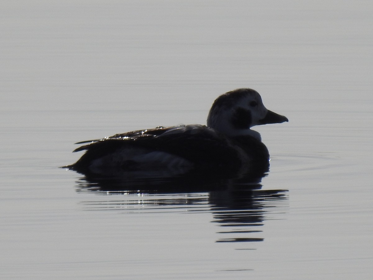 Long-tailed Duck - ML612789392