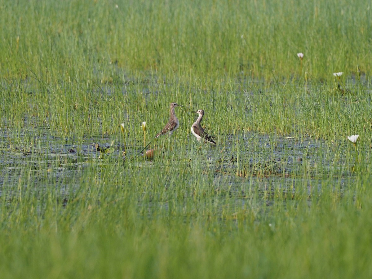 Wood Sandpiper - ML612789410