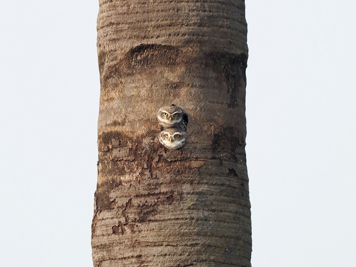 Spotted Owlet - Rajesh Radhakrishnan